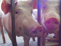 Мясо свиней, зараженных африканской чумой, можно есть?